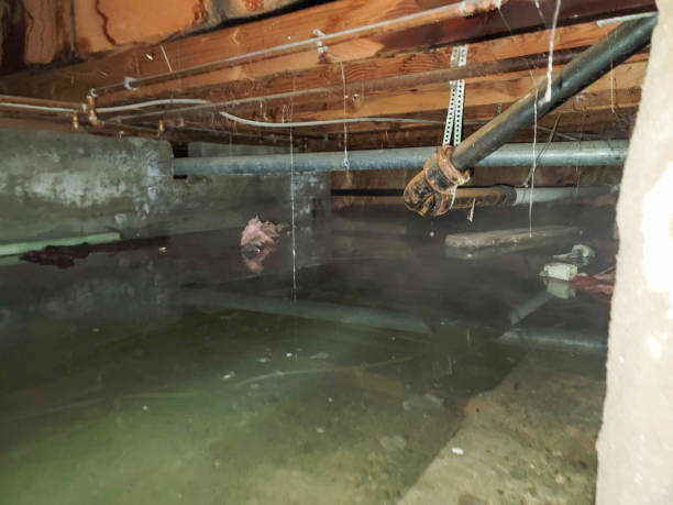 Best Sewage cleanup and water damage restoration  in Belle Rose, LA