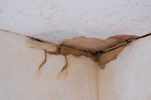 Best Local water damage restoration  in Belle Rose, LA
